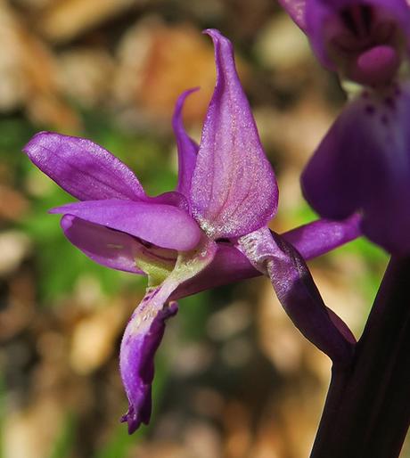Orchis mâle (Orchis mascula)