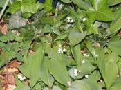 muguet, comme bois Chaville