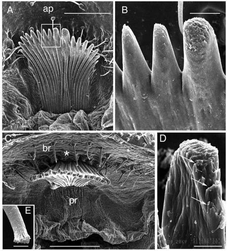 Peigne anal de la chenille Calpodes ethlius