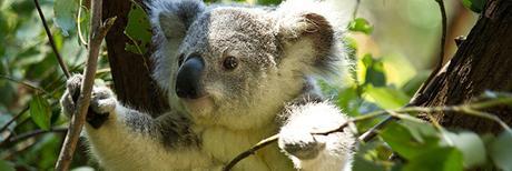 Célia le koala. Catherine C. LAURENT et Bénédicte NEMO – 2017 (Dès 3 ans)