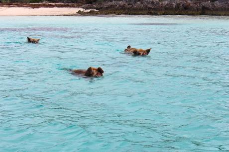 exuma bahamas cochons sauvages