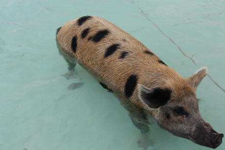 exuma bahamas cochons sauvages