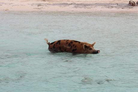 exuma bahamas cochons sauvages