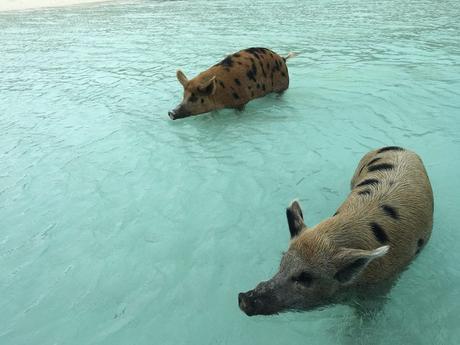 exuma bahamas cochons sauvages