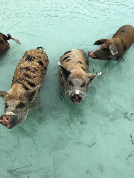 exuma bahamas cochons sauvages