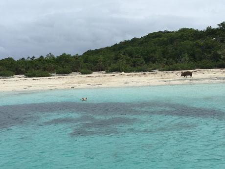 exuma bahamas cochons sauvages