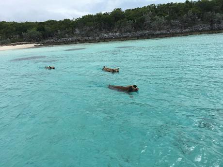 exuma bahamas cochons sauvages