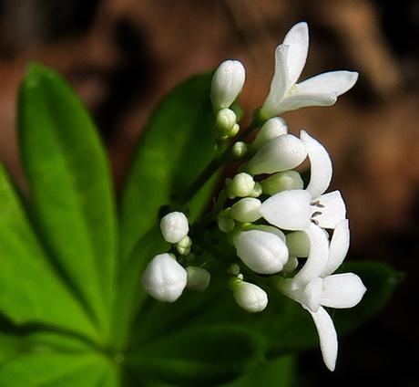 Aspérule odorante (Galium odoratum)