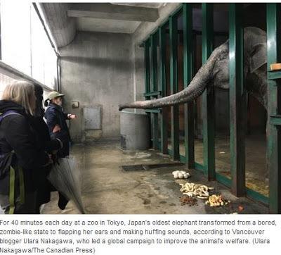 Moi Hanako, éléphante Thaïlandaise, 67 ans de galére au Japon, une statue a titre postume
