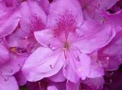 fleurs exeptionnelles