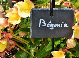 ‘Les Conseils Jardin de Françoise’ : le Carré plantation pour les Urbains ! ‘Les Conseils Jardin de Françoise’ : le Carré plantation pour les Urbains !