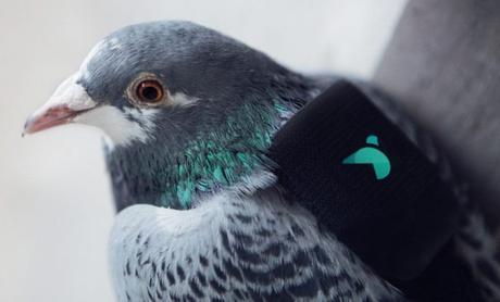 Des pigeons équipés pour mesurer la pollution de l’air