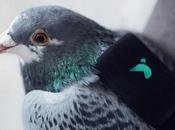 pigeons équipés pour mesurer pollution l’air