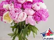 pivoines, toujours pivoines