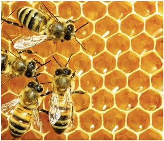 Opération Abeille Alsace !