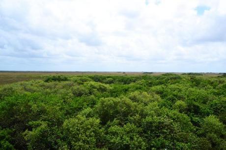 Découvrir les Everglades