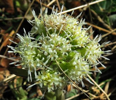 Pétasite blanc (Petasites albus)