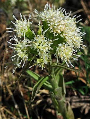 Pétasite blanc (Petasites albus)