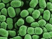MICROBIOTE FÉCAL contre déficiences cognitives International Liver Congress