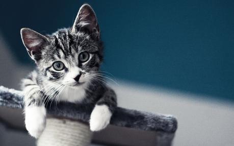 Little Kitten - mon chat préféré : App de la semaine