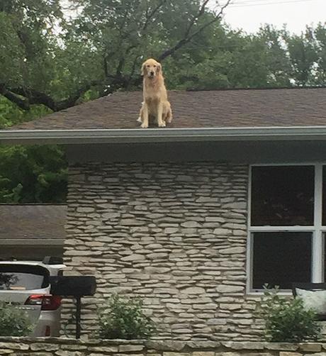 Le chien sur le toit