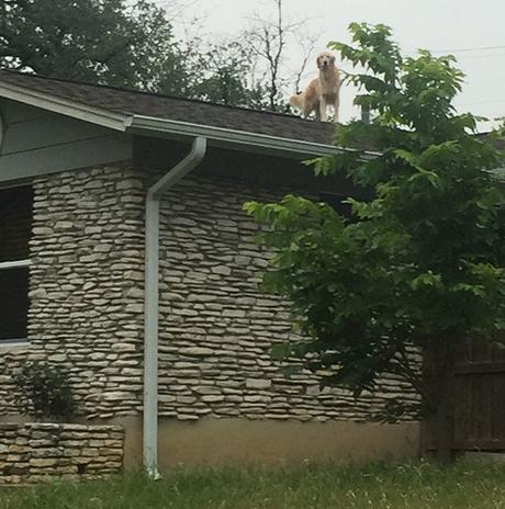 Le chien sur le toit