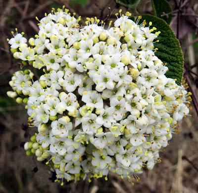 Viorne lantane (Viburnum lantana) 16/05