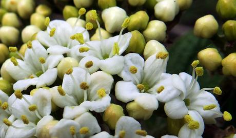 Viorne lantane (Viburnum lantana) 16/05