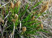 Laîche humble (Carex humilis)