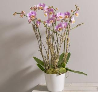 Orchidée interflora divine