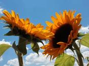 suite rêves réalisent