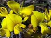 Genêt velu (Genista pilosa)