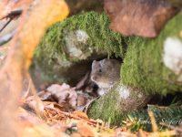 Sortie discrète et prudente pour ce campagnol roussâtre observé dans une forêt du Val-de-Travers.