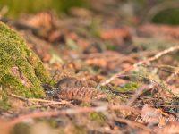 Sortie discrète et prudente pour ce campagnol roussâtre observé dans une forêt du Val-de-Travers.
