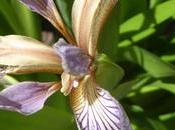Iris timide