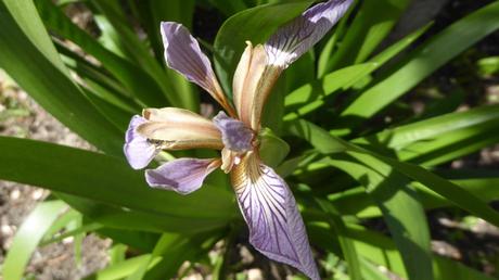 Iris timide