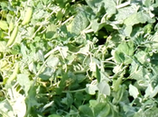 Après pluie, tout pousse jardin (vidéo)