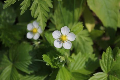 « Frites » de courgettes rôties aux herbes