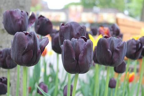 « Frites » de courgettes rôties aux herbes