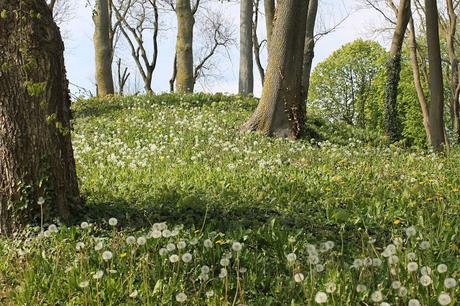« Frites » de courgettes rôties aux herbes