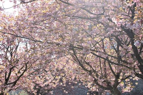 « Frites » de courgettes rôties aux herbes