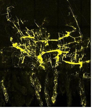 MICROBIOME INTESTINAL : Le système nerveux entérique, notre second cerveau ? – Science