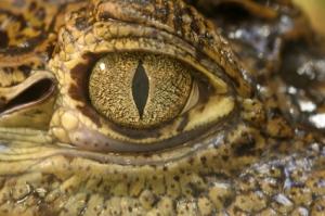 Australie : un crocodile dans un bar