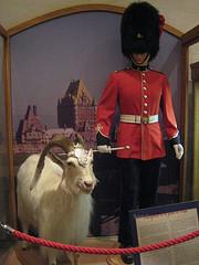 Mascot and uniform of the Royal 22è Régiment