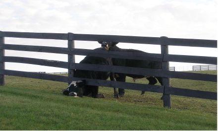 Le bœuf - le meilleur ami de la vache