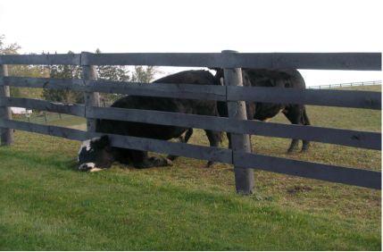 Le bœuf - le meilleur ami de la vache