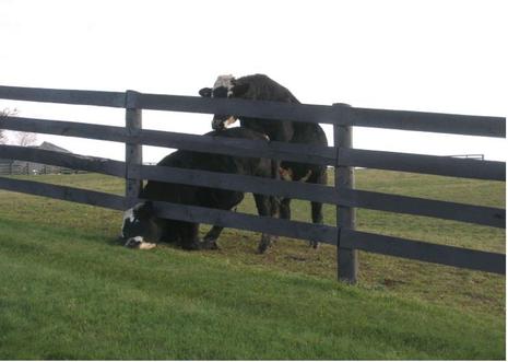 Le bœuf - le meilleur ami de la vache