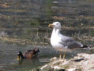 mouette, rome, rome en images, italie