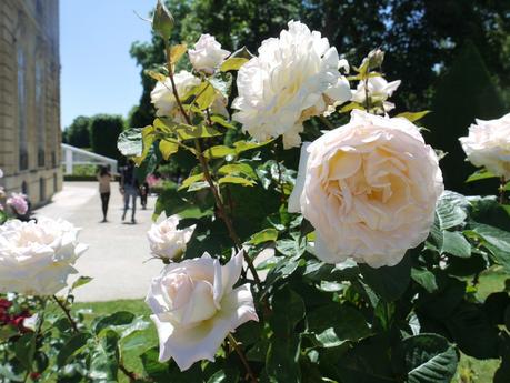 Balade parfumée dans les jardins du musée Rodin