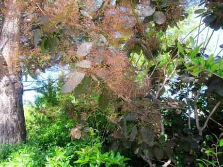 France - Fleurs du Midi - 2